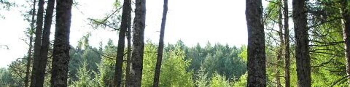 Path in Strathyre Forest Footpath leading to Beinn an t-Sidhein