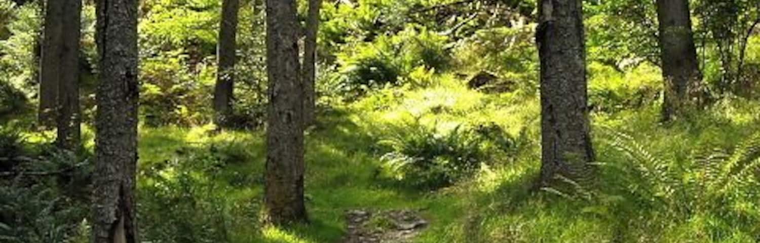 Path in Strathyre Forest Footpath leading to Beinn an t-Sidhein
