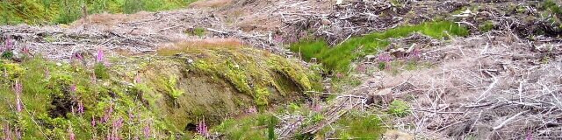 Felled Wood in Strathyre Forest