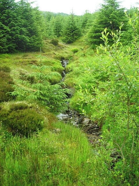 A narrow stream flowing through a lush, green forest.