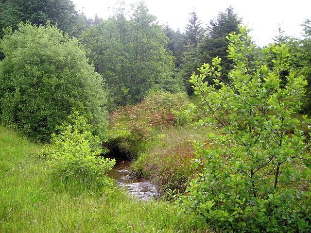 A forested area with a small stream and dense greenery.
