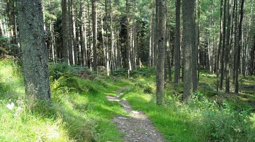 Path in Strathyre Forest Path leading down from Beinn an t-Sidhein