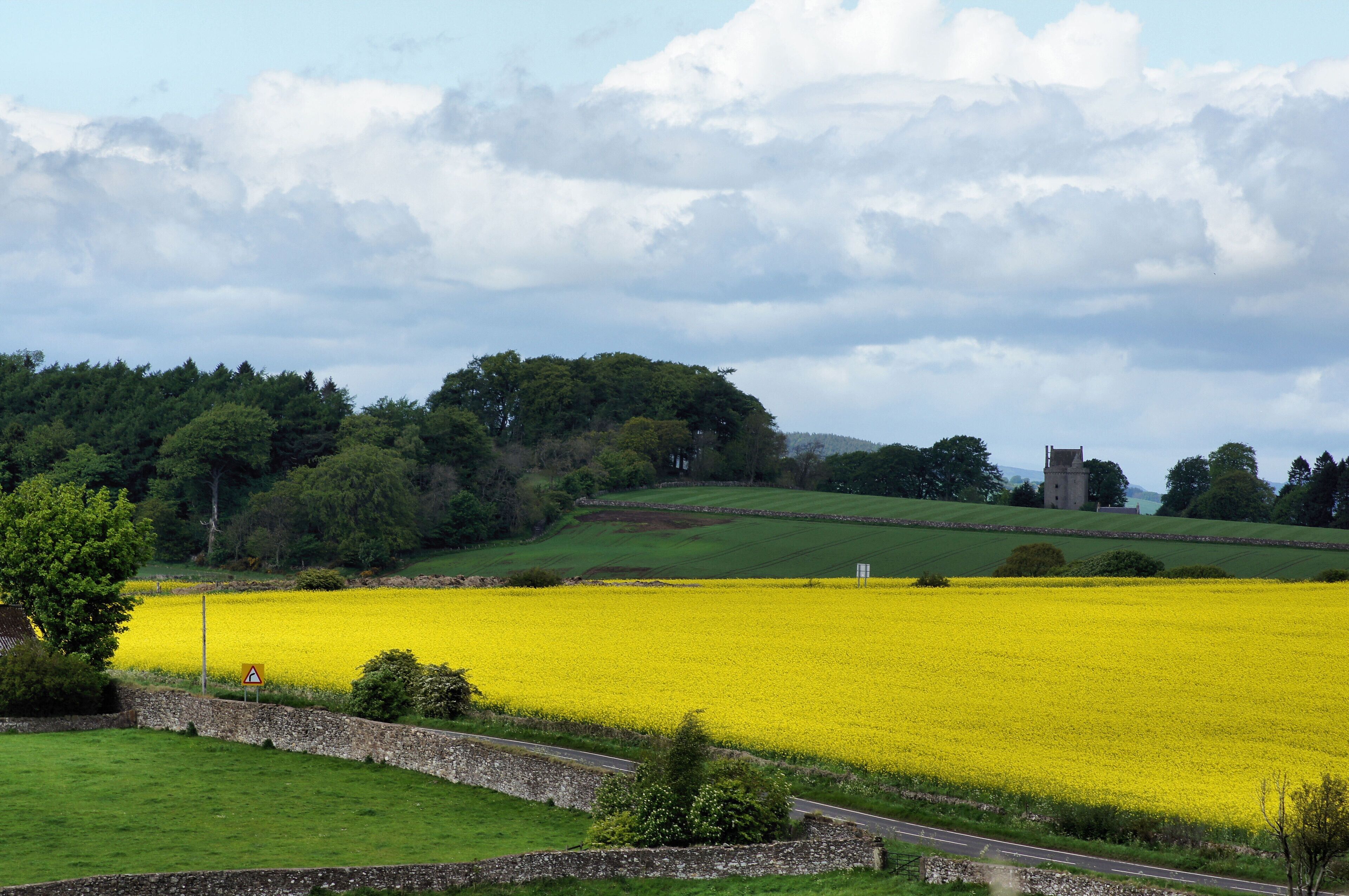A yellow field in Fife (rapeseed)