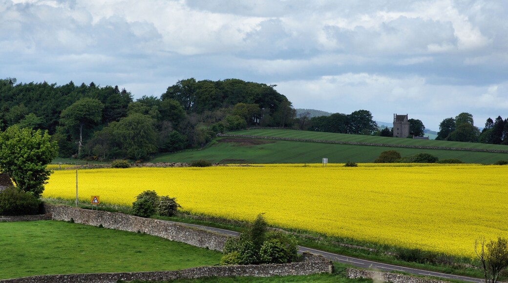 A yellow field in Fife (rapeseed)