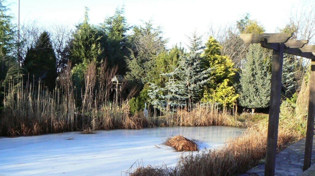 Frozen ornamental pond Ice-covered pond in the grounds of the Bridgend Garden Centre near Freuchie.