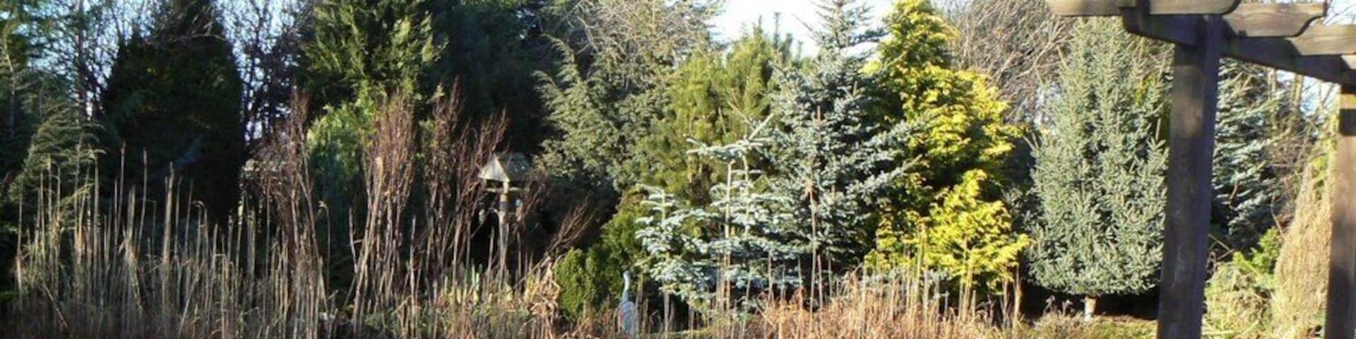 Frozen ornamental pond Ice-covered pond in the grounds of the Bridgend Garden Centre near Freuchie.