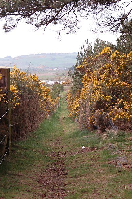 A narrow path flanked by yellow flowering bushes, leading to a distant view of hills and a body of water.