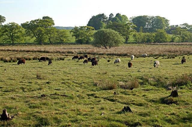 Grazing land by Larennie. Sheep grazing in the evening sunlight near Larennie Farm in the background.