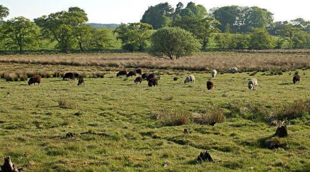 Grazing land by Larennie. Sheep grazing in the evening sunlight near Larennie Farm in the background.