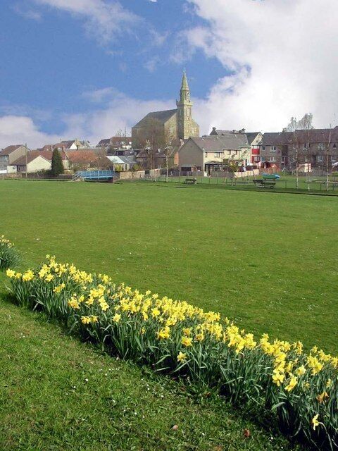 A green field with yellow daffodils in the foreground and a church with a tall spire in the background.