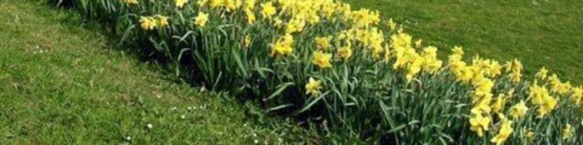 Un champ verdoyant, avec des jonquilles jaunes au premier plan et une église dotée d’un haut clocher en arrière-plan.