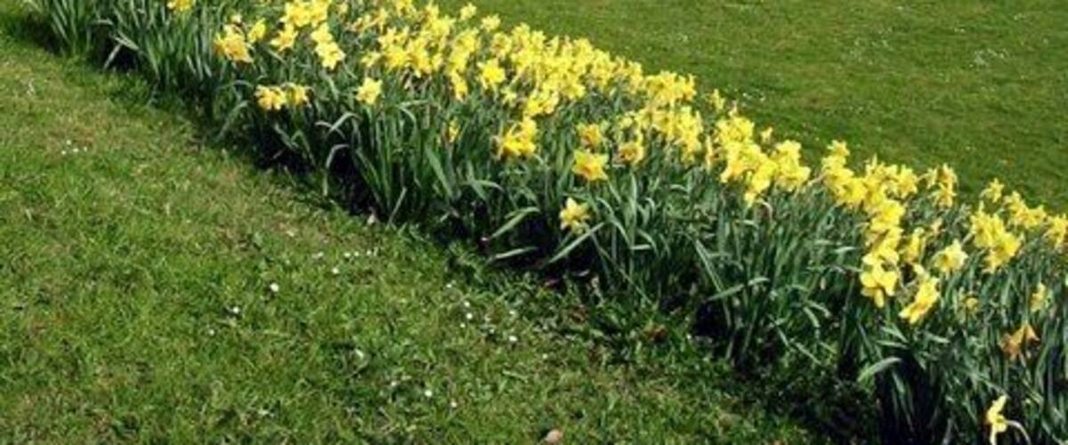 A green field with yellow daffodils in the foreground and a church with a tall spire in the background.