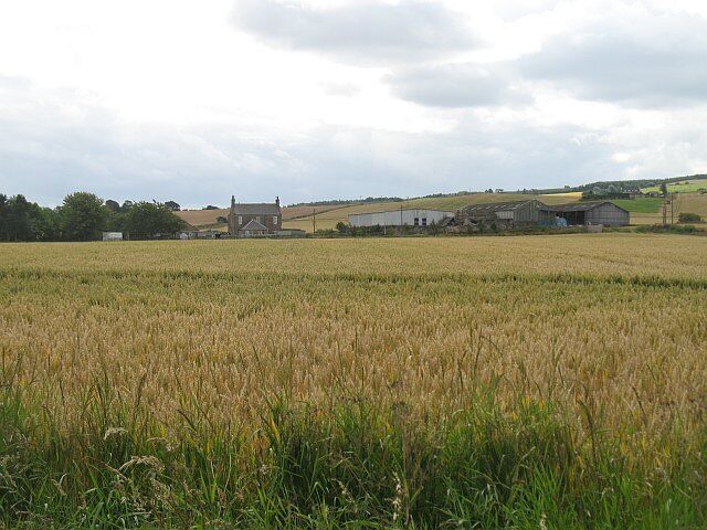 Little Freuchie Wheat fields with the lower slopes of Falkland Hill beyond.