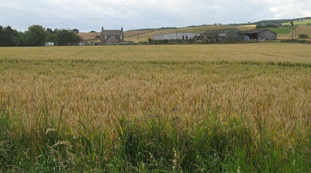Little Freuchie Wheat fields with the lower slopes of Falkland Hill beyond.