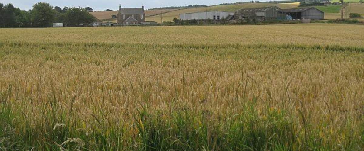A rural landscape with a field of crops, a farmhouse, and rolling hills in the background.