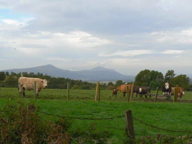 Cattle near Priestfield With the Lomond Hills in the background.
