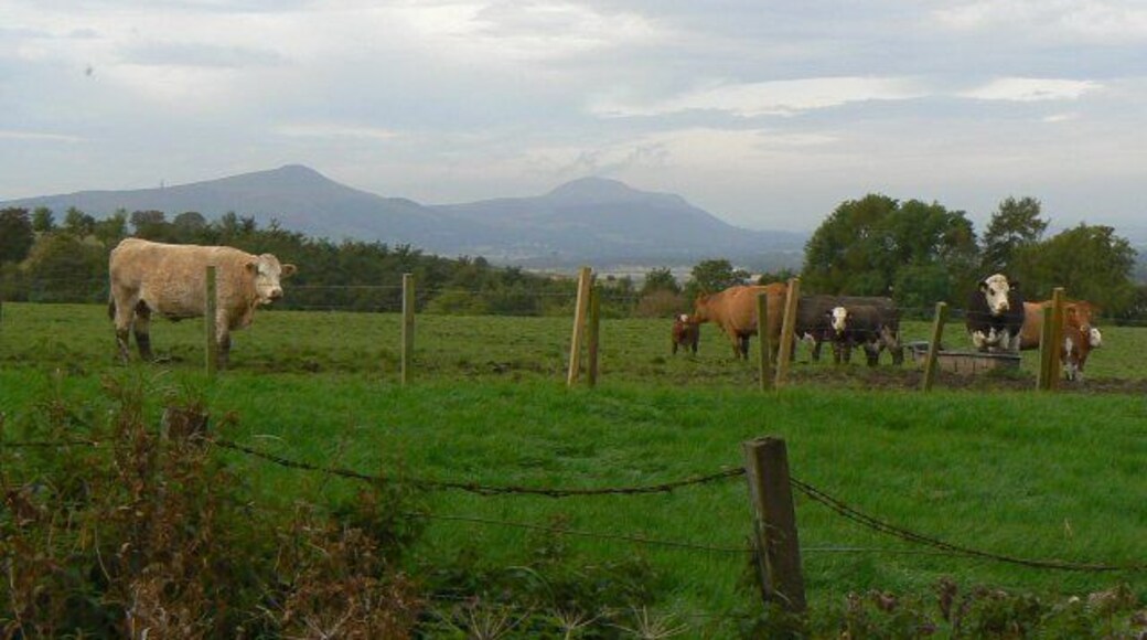 Cattle near Priestfield With the Lomond Hills in the background.