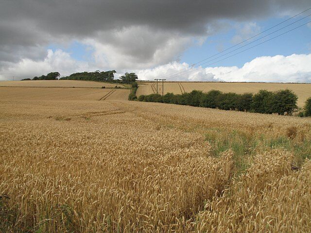 Wheat field, Wester Pitscottie A hint of the downpour to come later in the day.