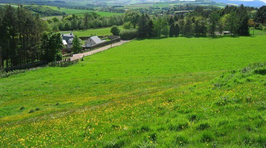 Clatto Hill. Taken from near the reservoir at the top of Clatto Hill, a buttercup meadow falls to a lane with some big houses on it.