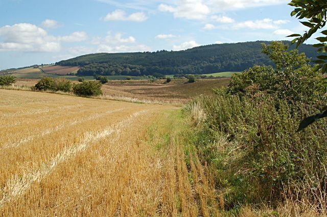 A field of golden wheat, rolling hills, and a dense forest in the background.