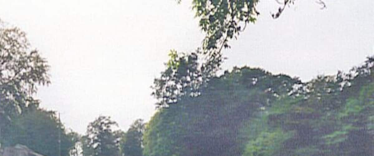 A grassy field with trees in the background.