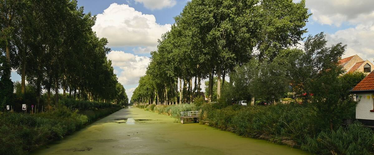 A narrow waterway flanked by tall trees and a bench in the middle.