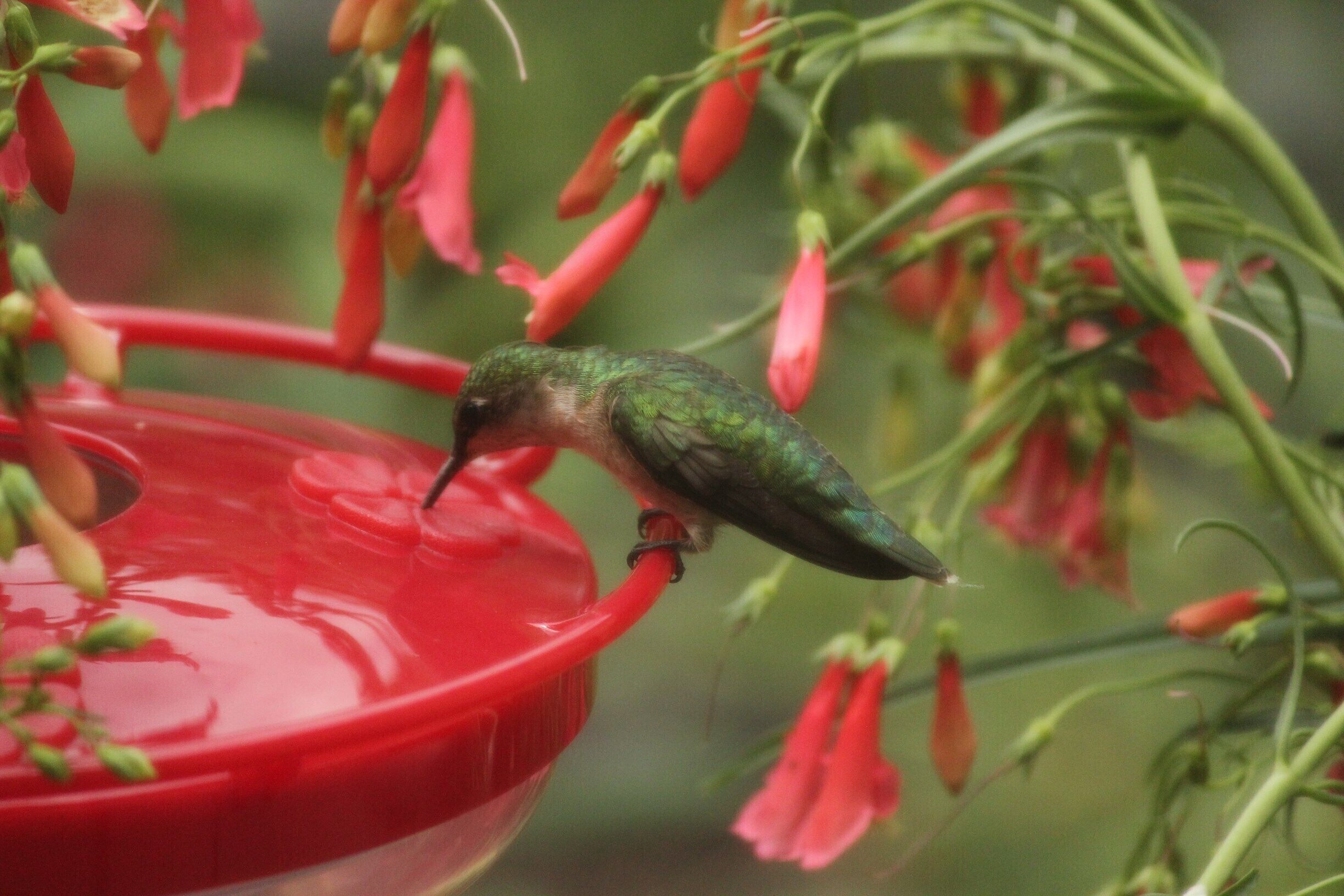 Hummingbird - Last one- I swear!