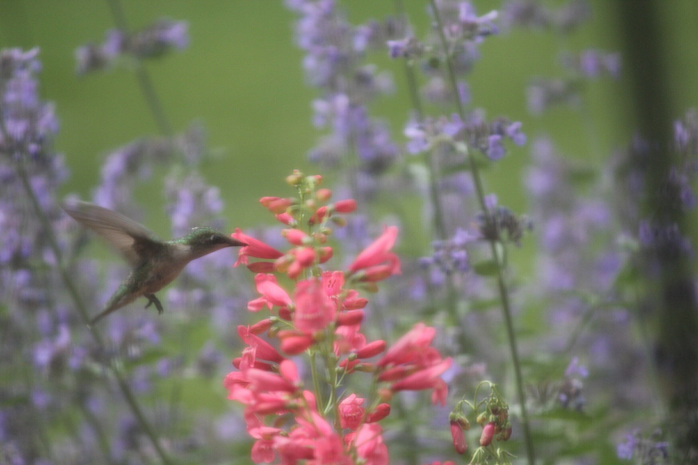 Hummingbird in my front garden.  I get distracted by these little birds every morning!