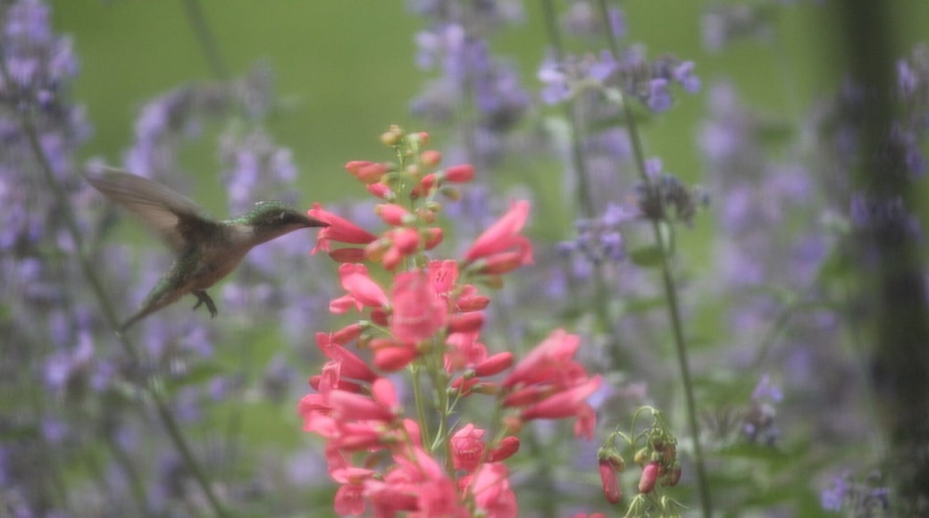 Hummingbird in my front garden. I get distracted by these little birds every morning!