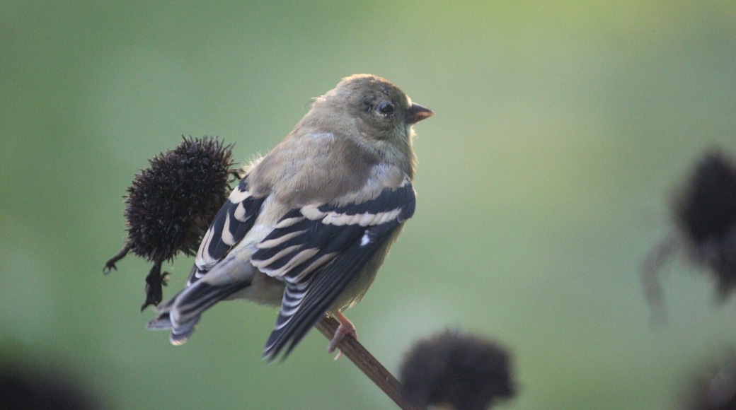 From my garden. Autumn finch.
