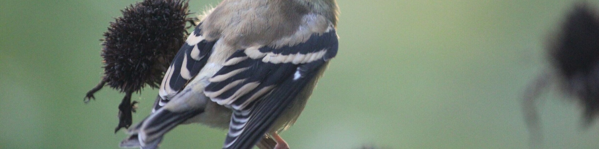 From my garden. Autumn finch.