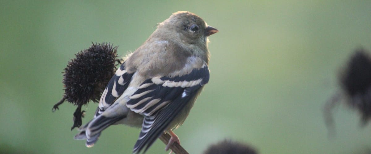 From my garden. Autumn finch.