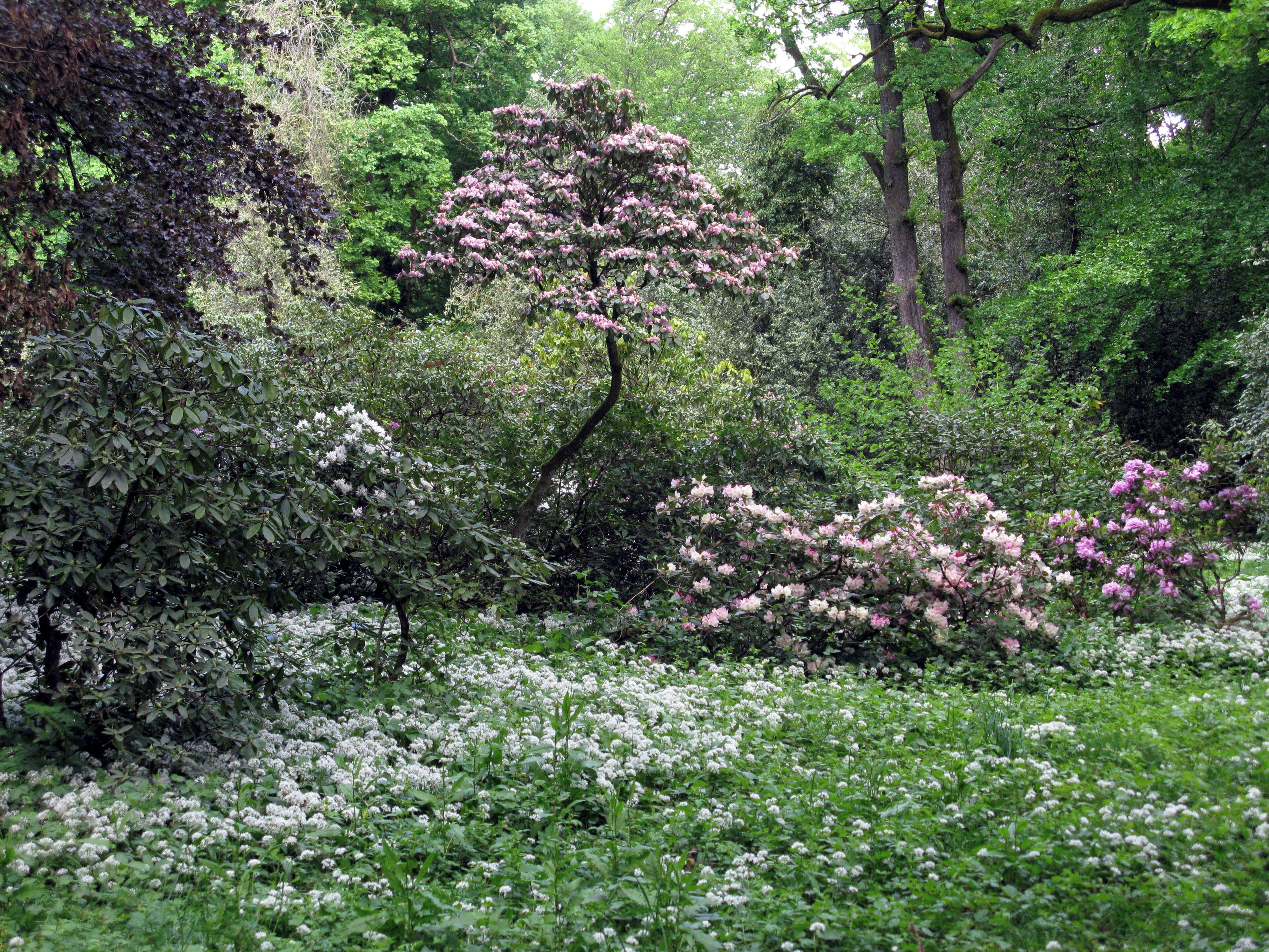 Bärlauchblüte und Rhododendron im Möslepark in Freiburg