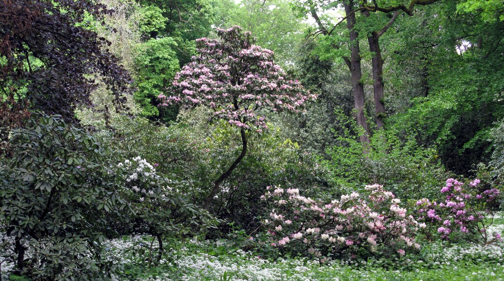 Bärlauchblüte und Rhododendron im Möslepark in Freiburg