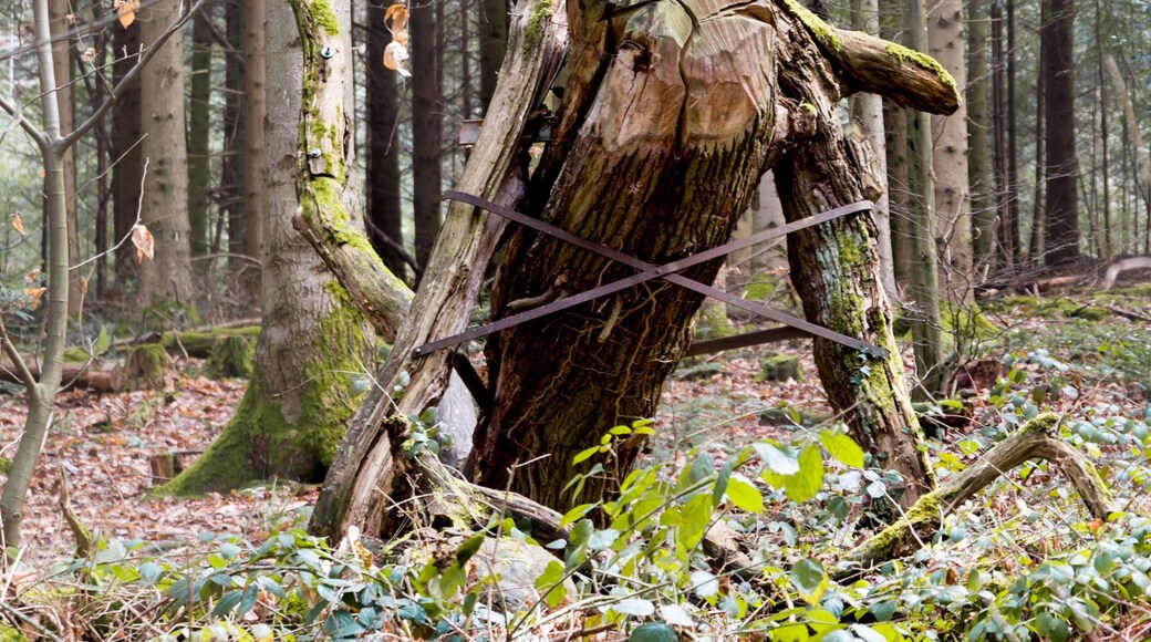 Der Sternwalddrache in Freiburg im Breisgau, bewacht sein Nest. Die Skulptur ist 7m lang und 2 Tonnen schwer. Die ca 200 Jahre alte Eiche stammt von der StraĂenbahnhaltestelle Wonnhalde EnthĂŒllung 27.10.2005