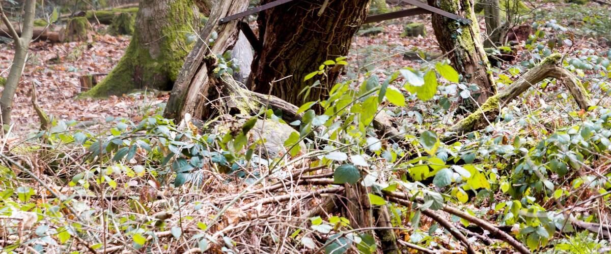 A forest with a large fallen tree trunk and a bird perched on a branch.