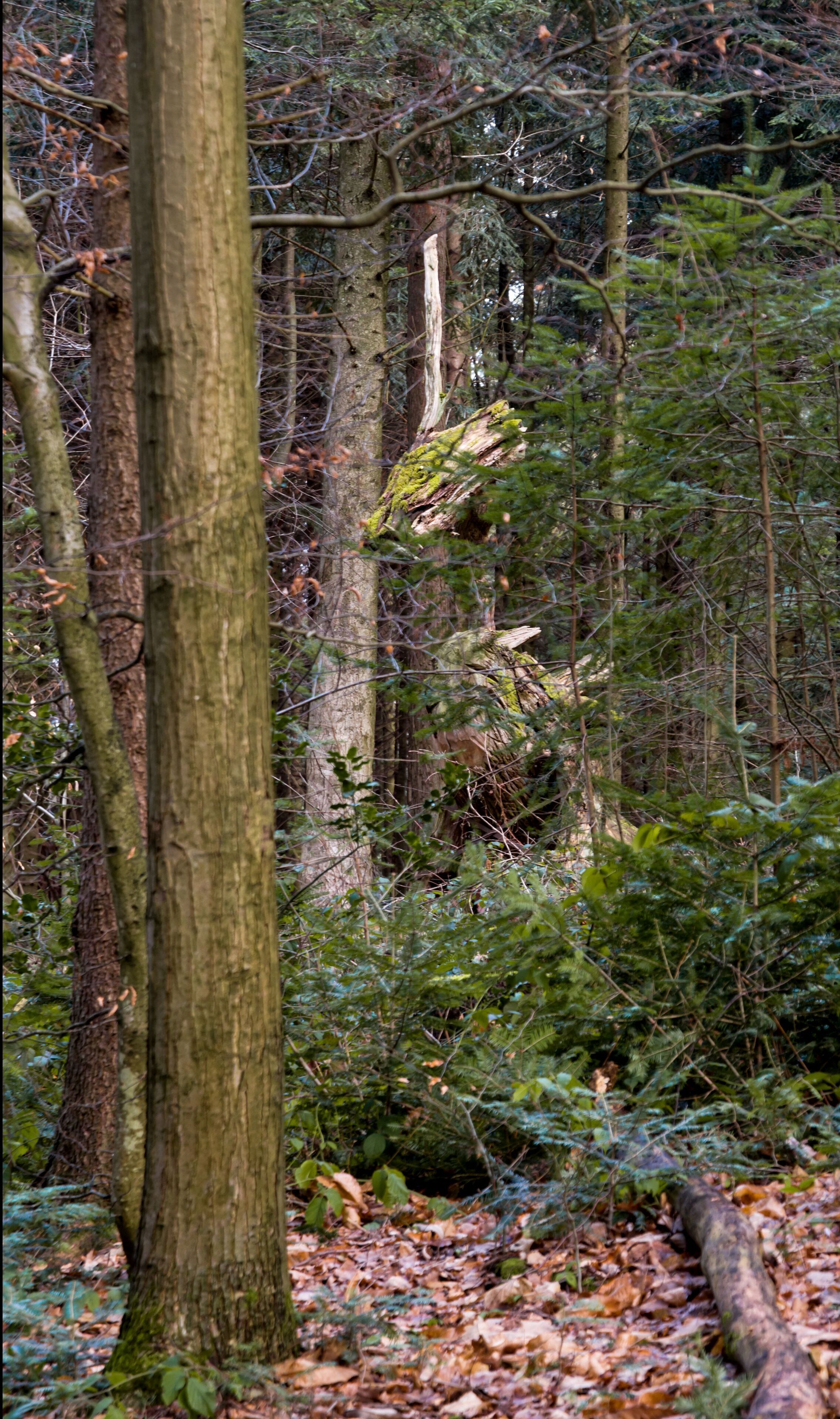 Der Sternwalddrache in Freiburg im Breisgau, bewacht sein Nest. Die Skulptur ist 7m lang und 2 Tonnen schwer. Die ca 200 Jahre alte Eiche stammt von der Straßenbahnhaltestelle Wonnhalde Enthüllung 27.10.2005