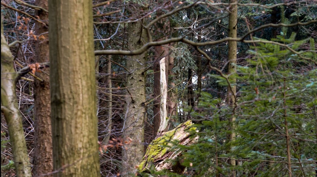 Der Sternwalddrache in Freiburg im Breisgau, bewacht sein Nest. Die Skulptur ist 7m lang und 2 Tonnen schwer. Die ca 200 Jahre alte Eiche stammt von der StraĂenbahnhaltestelle Wonnhalde EnthĂŒllung 27.10.2005