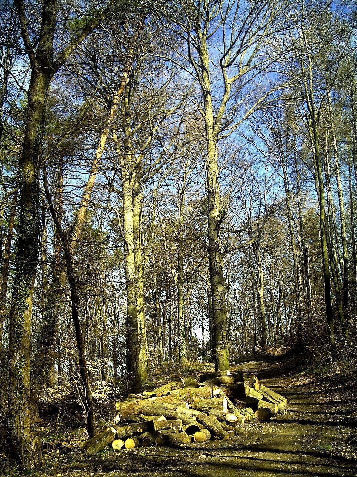 A forest with tall trees and a pile of logs on the ground.