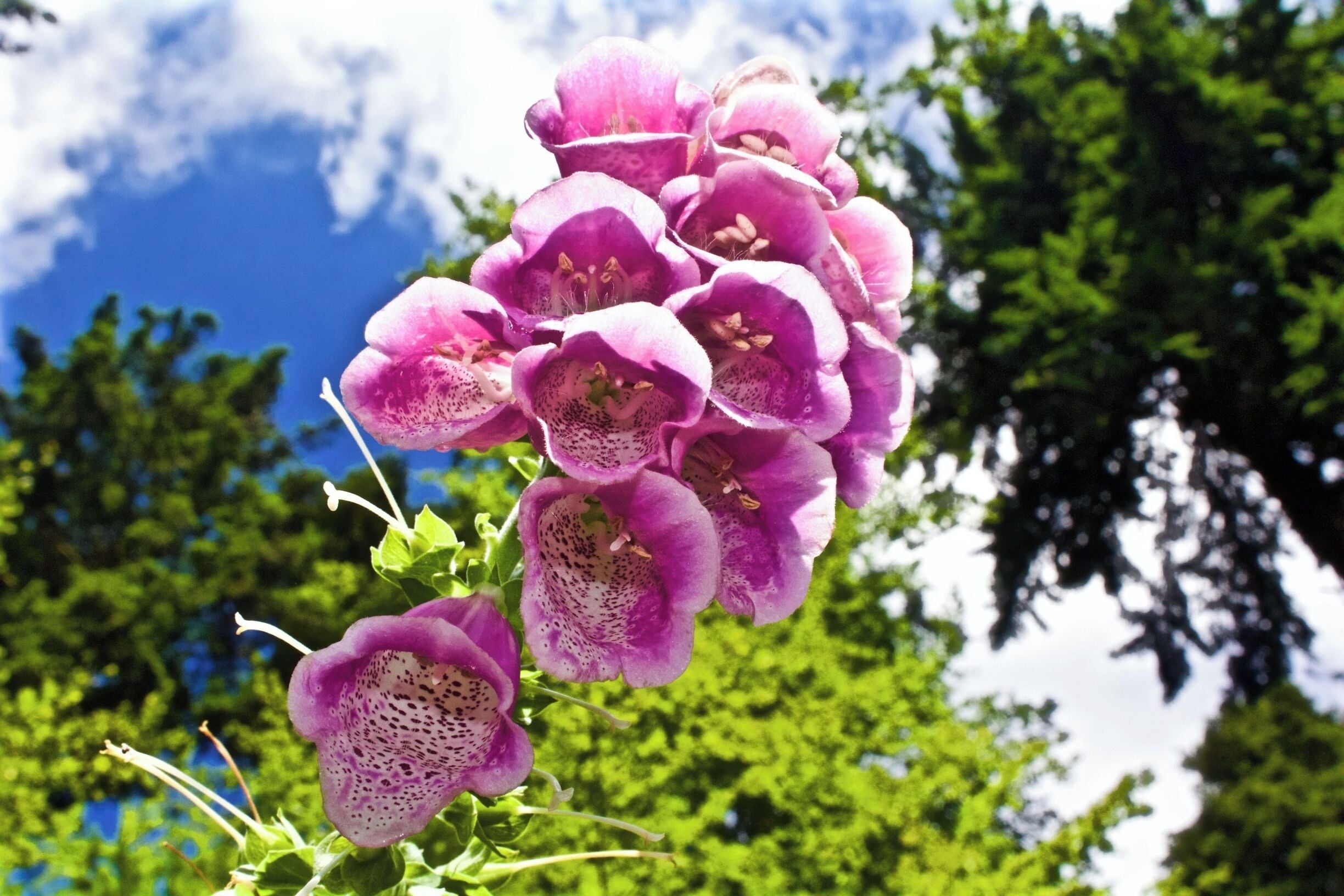 Freiburg is a great home base for hiking in Germany's Black Forest. There are beautiful landscapes, vegetation and critters to see along the way. #hiking
