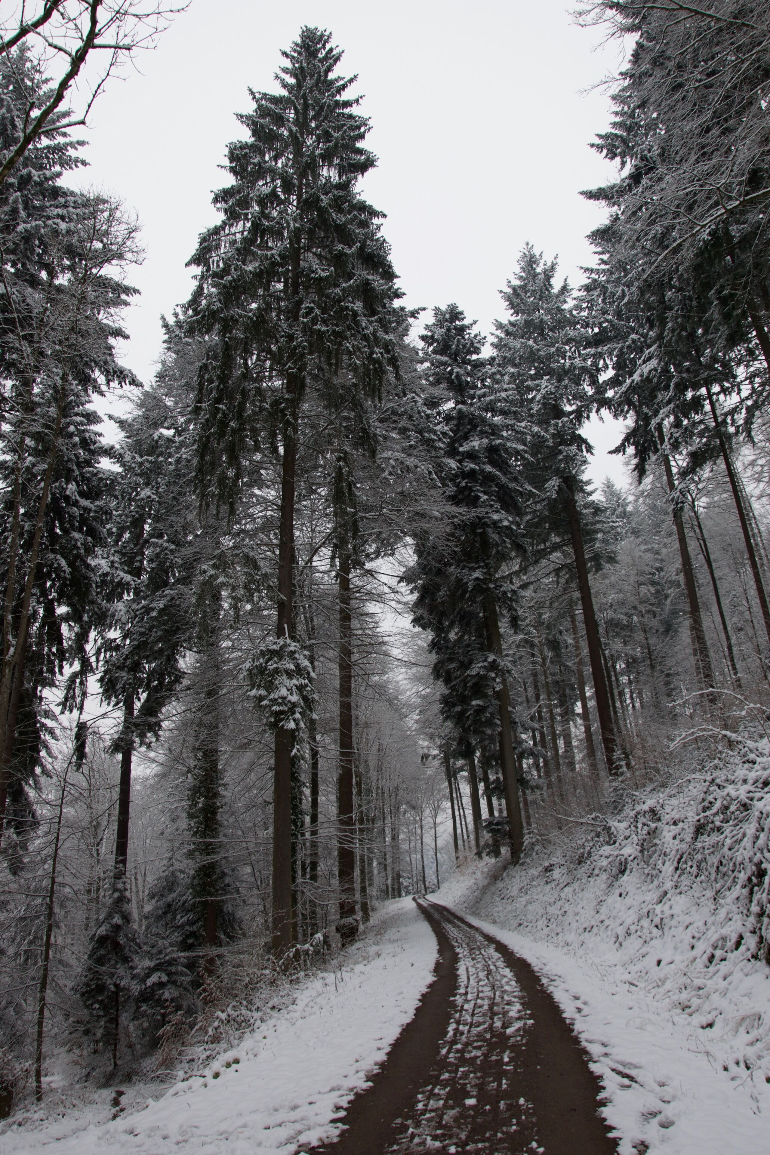 Winter im Südschwarzwald