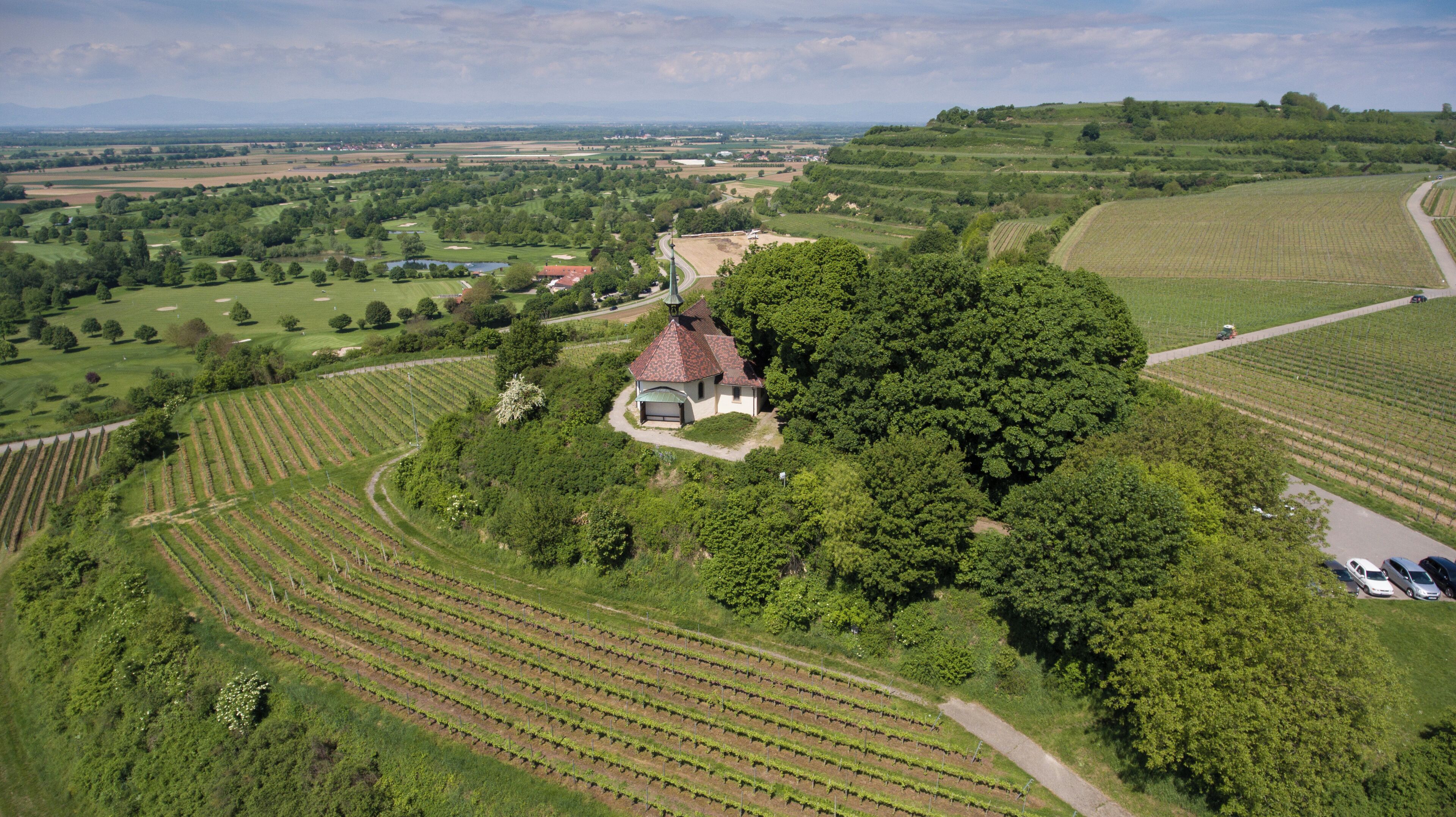 A vineyard with rows of grapevines, a small building with a red roof, and rolling hills in the background.