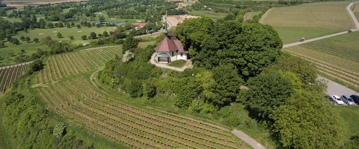 A vineyard with rows of grapevines, a small building with a red roof, and rolling hills in the background.