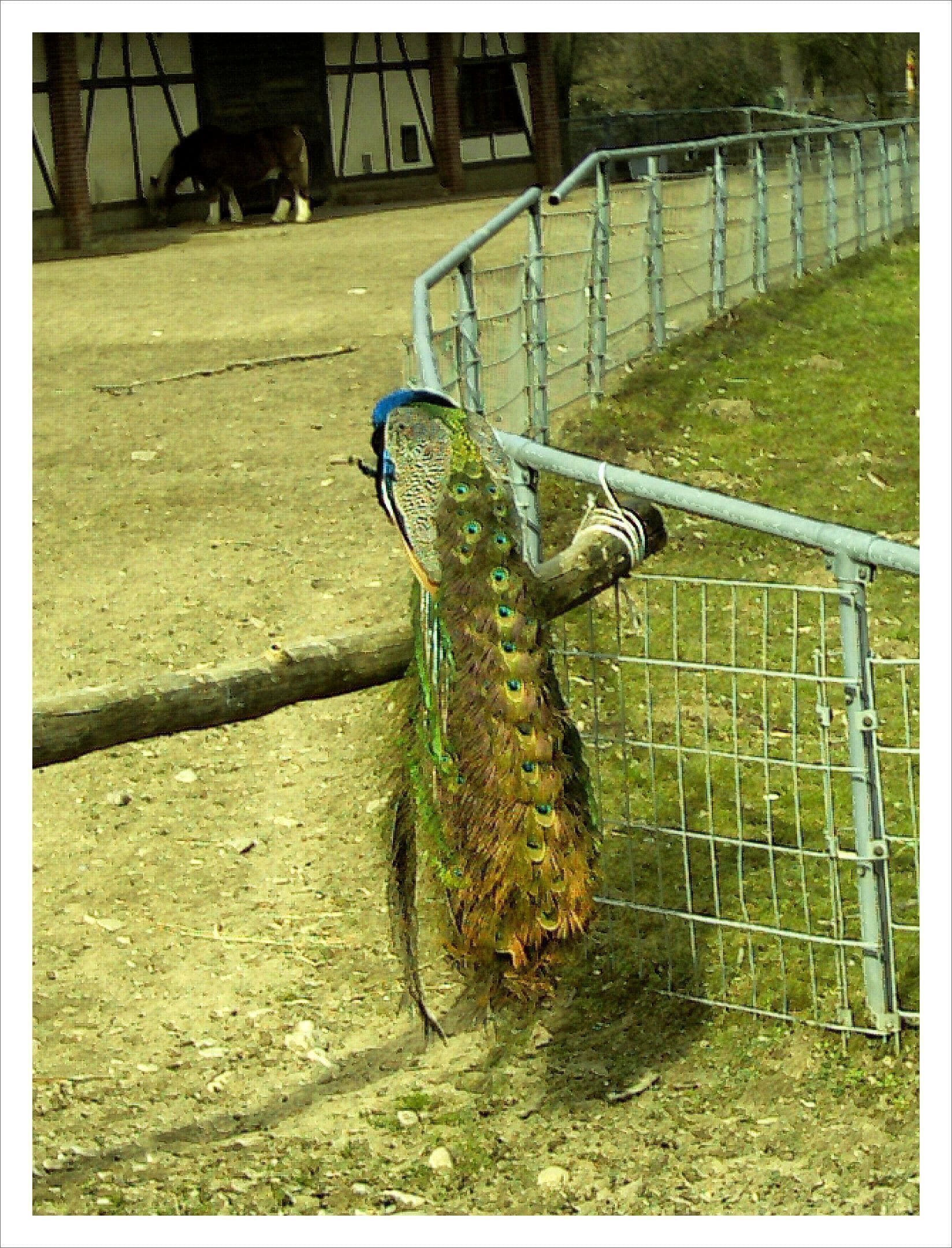 March Animal Parc Natural Mundenhof Freiburg - Master Season Rhine Valley Photography 2013