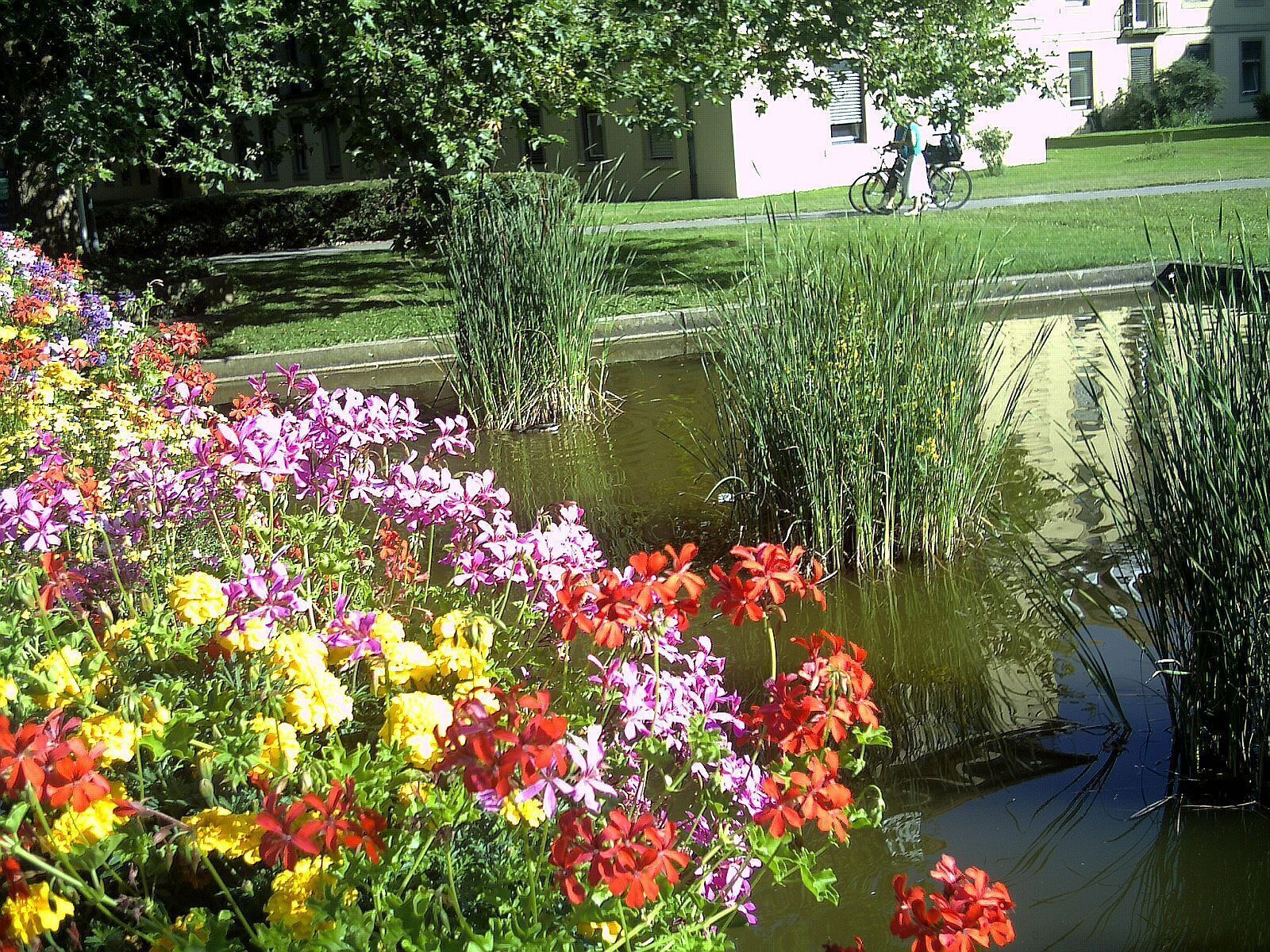 A garden with colorful flowers and a pond.