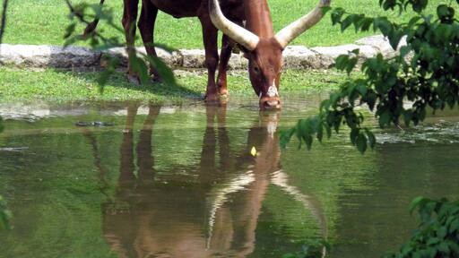 Watussi-Rind im Freiburger Mundenhof