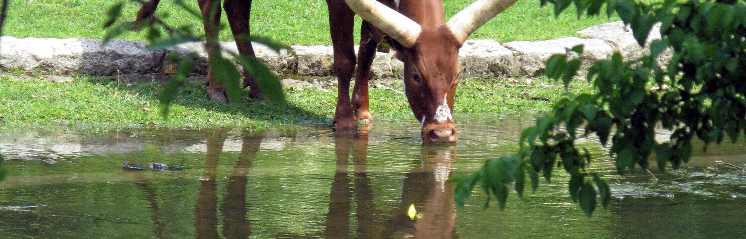 Watussi-Rind im Freiburger Mundenhof