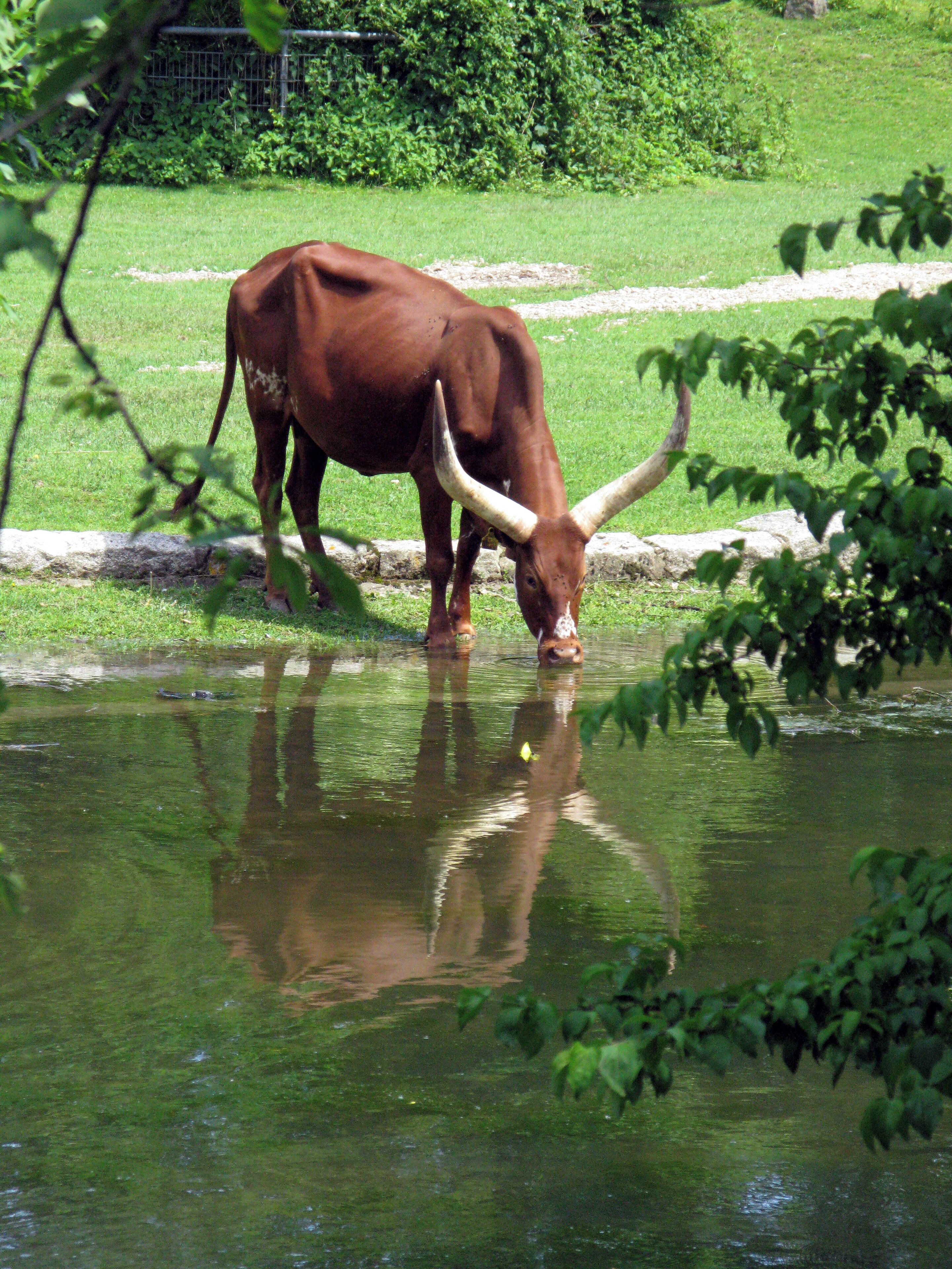 A brown cow with large horns drinking water from a pond surrounded by greenery.