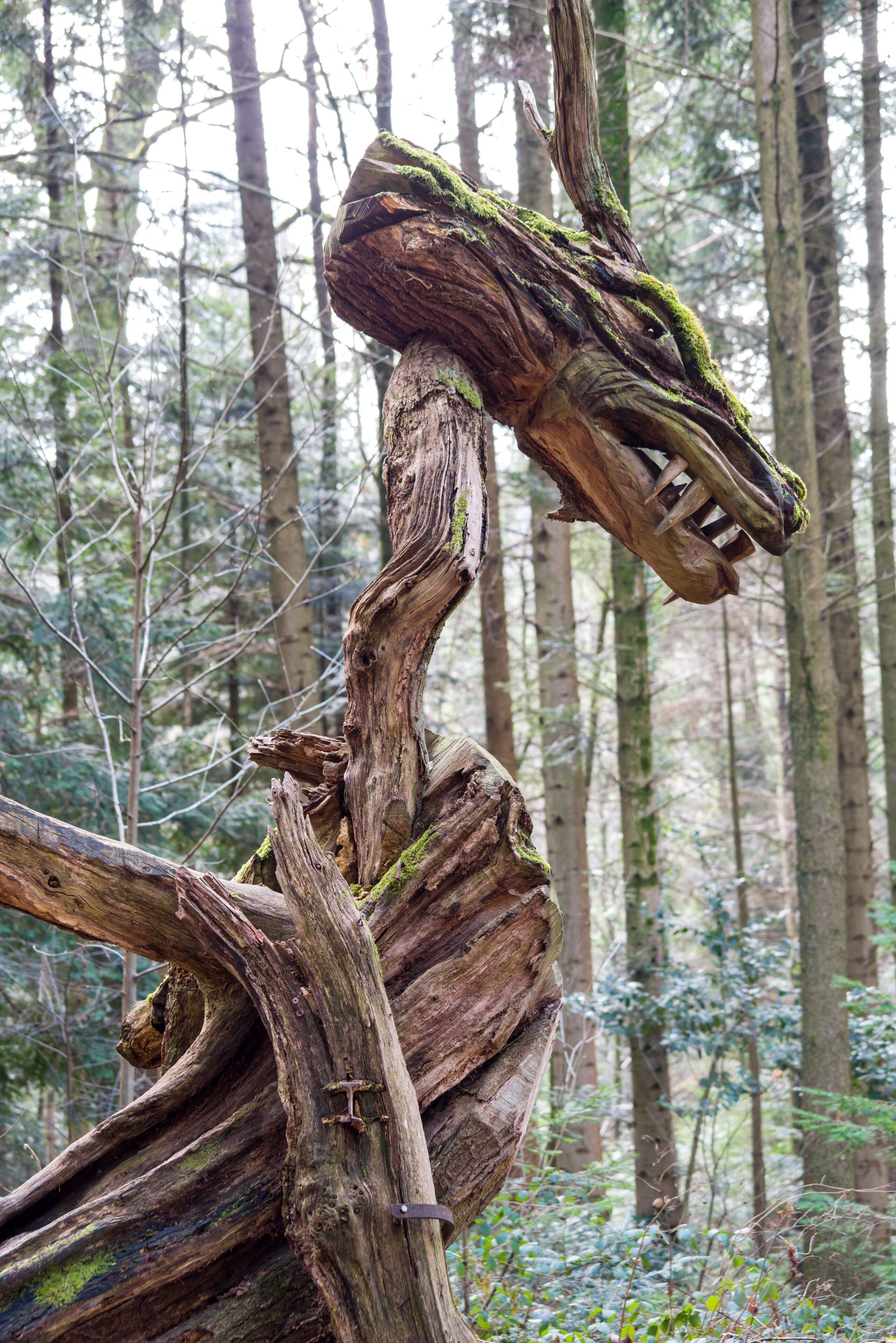 Der Sternwalddrache in Freiburg im Breisgau, bewacht sein Nest. Die Skulptur ist 7m lang und 2 Tonnen schwer. Die ca 200 Jahre alte Eiche stammt von der Straßenbahnhaltestelle Wonnhalde Enthüllung 27.10.2005