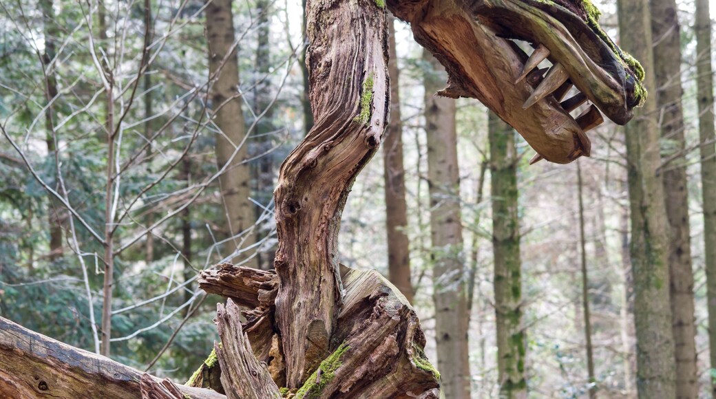 Der Sternwalddrache in Freiburg im Breisgau, bewacht sein Nest. Die Skulptur ist 7m lang und 2 Tonnen schwer. Die ca 200 Jahre alte Eiche stammt von der StraĂenbahnhaltestelle Wonnhalde EnthĂŒllung 27.10.2005